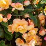 Bulbes à fleurs à planter au printemps - Bégonia Pendula Champagne (x3) - face recto